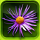 Wild-flowers
